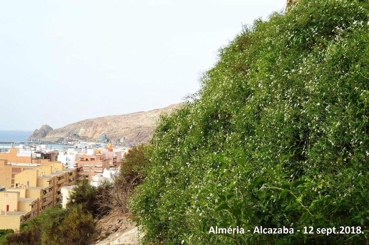 10 ALMERIA ALCAZABA 12 09 2018 (256).JPG